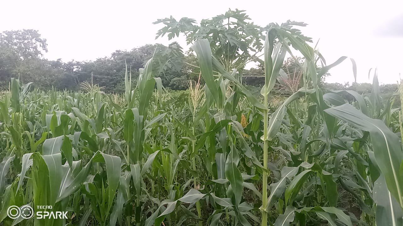 Volunteers working on a community farm